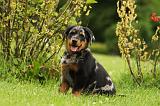 BEAUCERON - PUPPIES 293